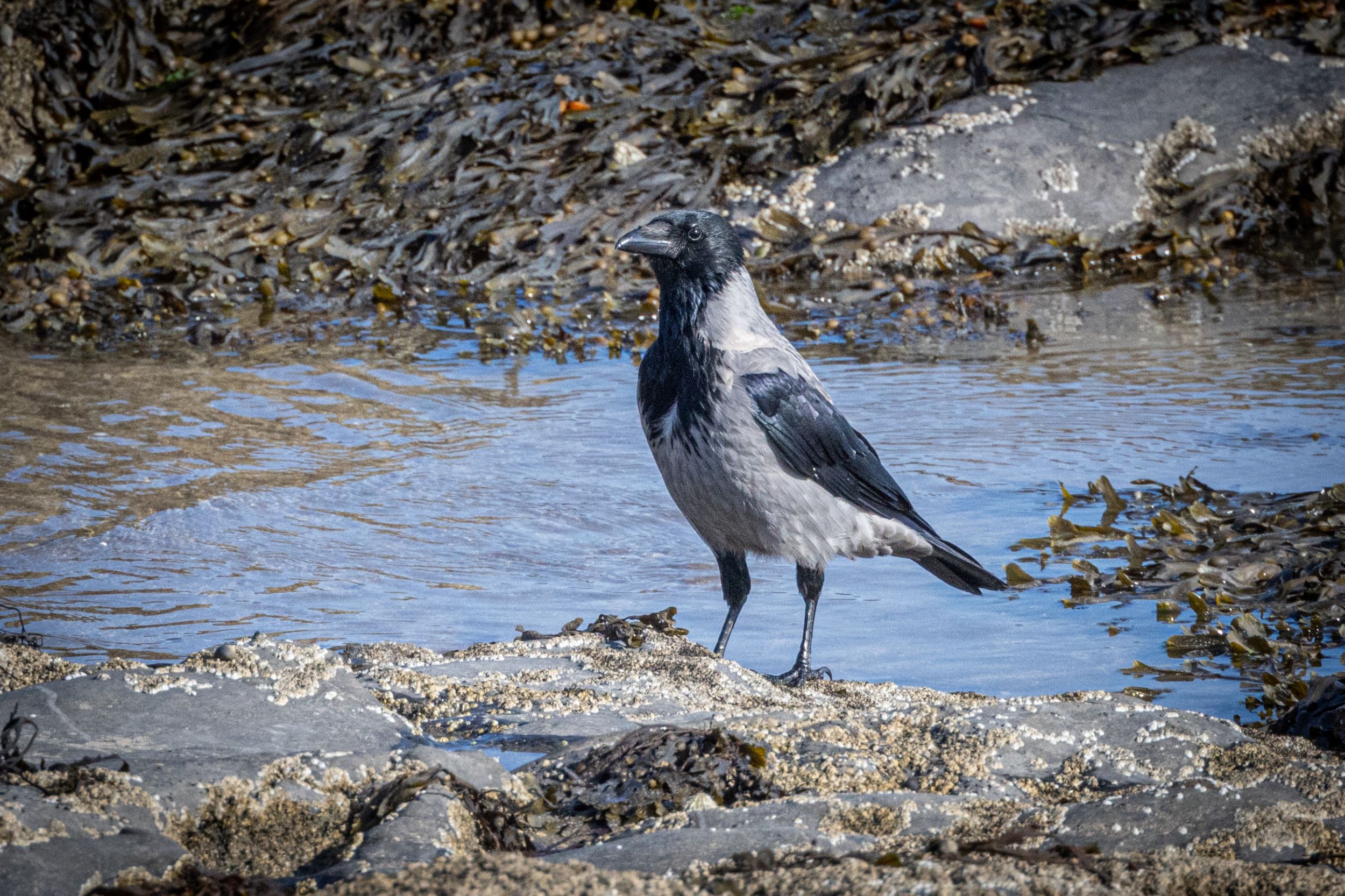 A Hooded Crow on the shoreline