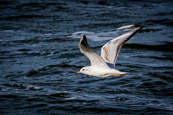 A Black-headed Gull flies over the lake at Our Lady's Island, Wexford, Ireland