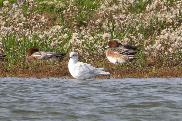 A Mediterranean Gull and a Wigeon on the shore of a lake