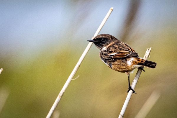 A Stonechat perched on a stalk