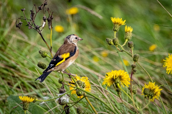 A Goldfinch among the Flowers