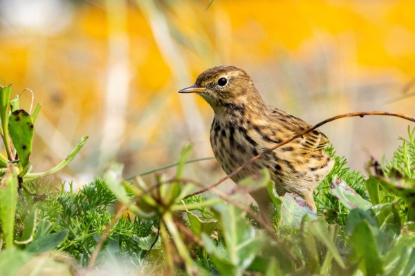 A Meadow Pipit on green foliage