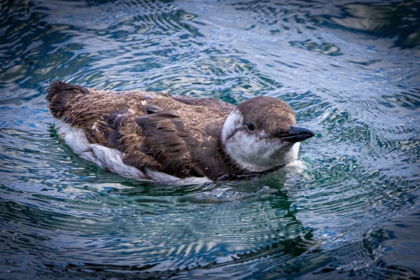 A Guillemot swims at Bullock Harbour, Dublin