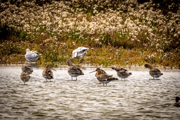 Black-tailed Godwits roosting at Our Lady's Island Lake, Wexford, Ireland
