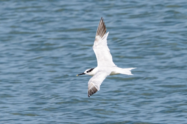 A Sandwich Tern Flies up the channel at Turvey Park, Dublin