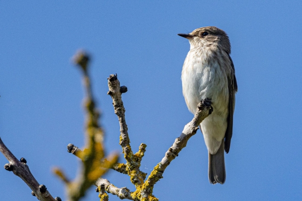 Spotted Flycatcher at Turvey Nature Reserve, Dublin, Ireland