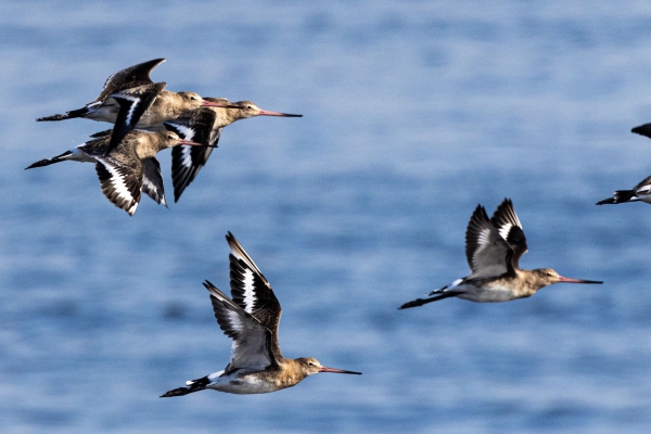 Black-tailed Godwits at Shelley Banks, Dublin