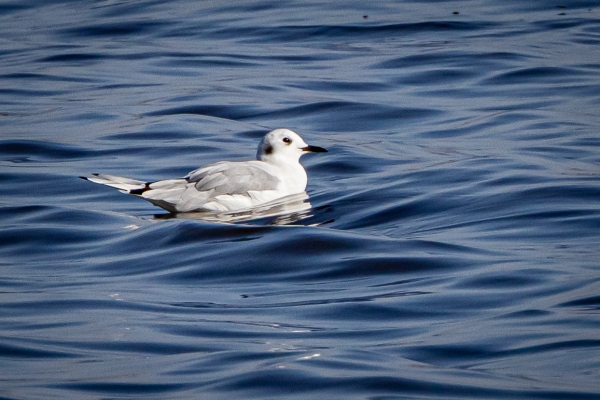 Bonaparte's Gull - a rare visitor to Ireland!