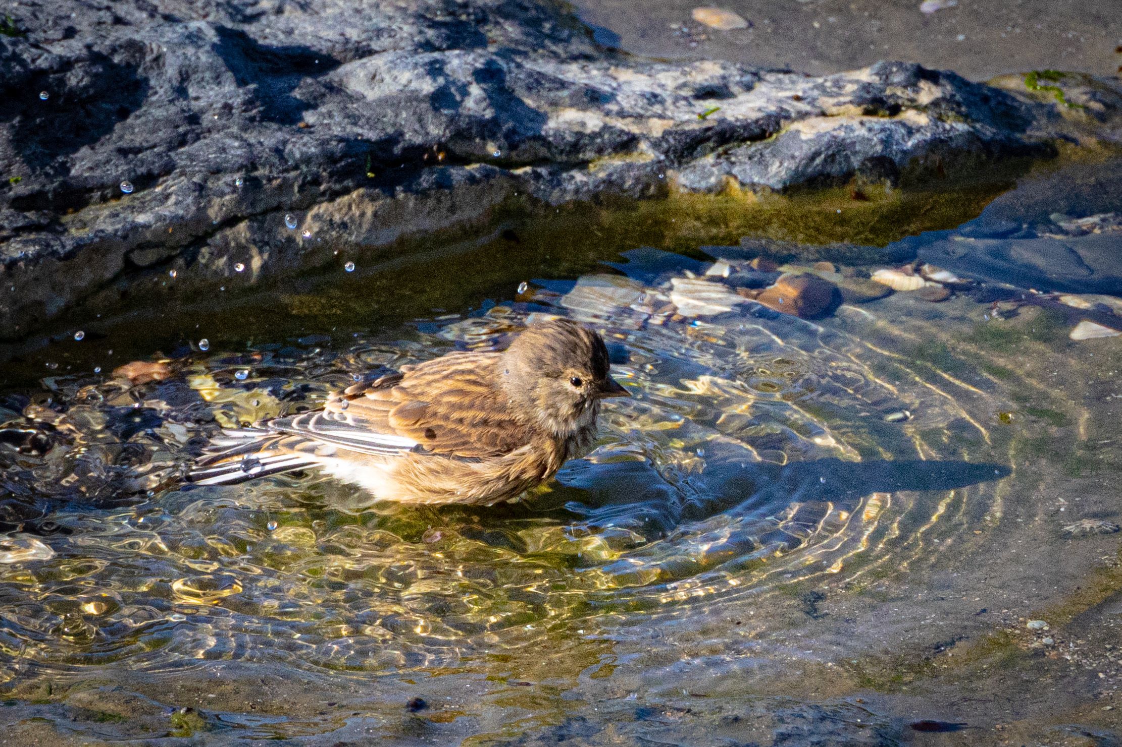 A Linnet bathes in a shallow pool