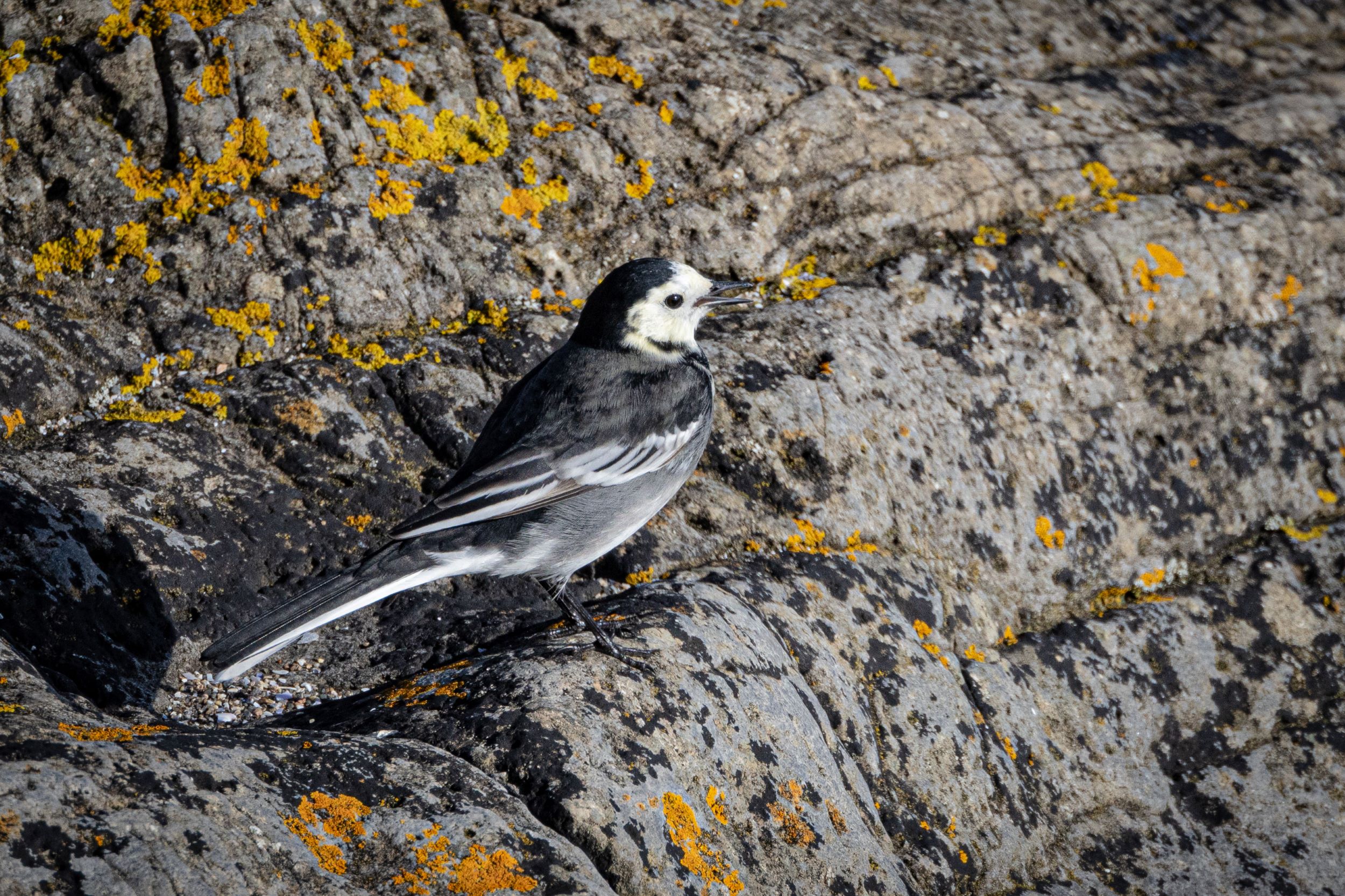 A Pied Wagtail on the rocky shoreline