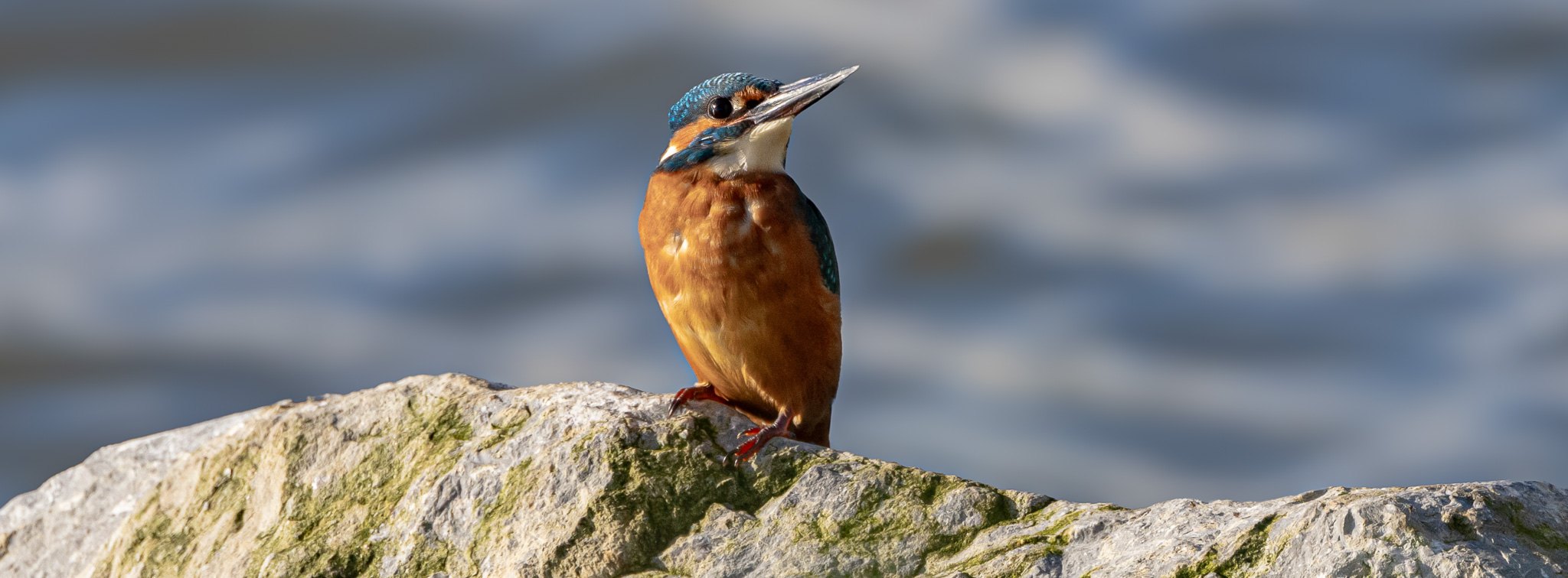 Kingfisher sits on a rock!