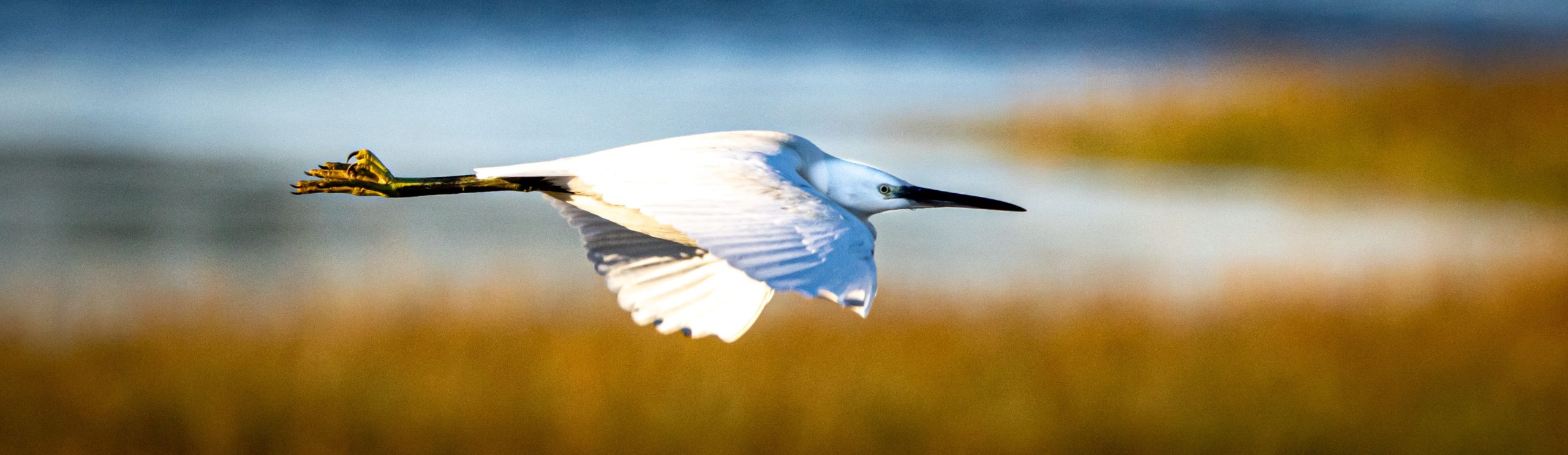 a marshy area in Poprtmarnock with a walk along the road beside the marsh