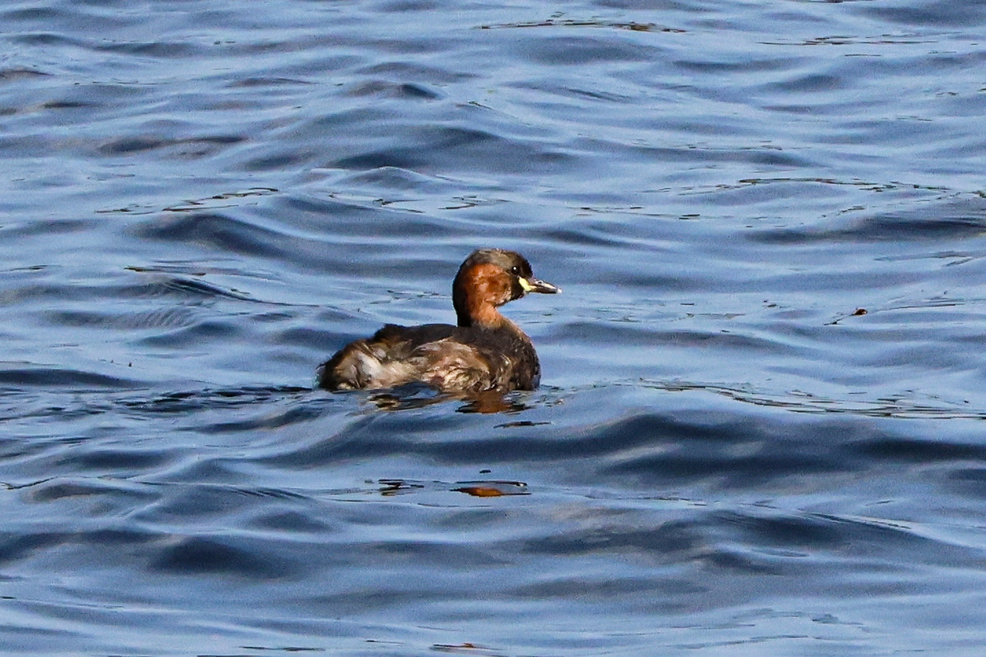 A Little Grebe swims in the Vartry Reservoir in Wicklow, Ireland
