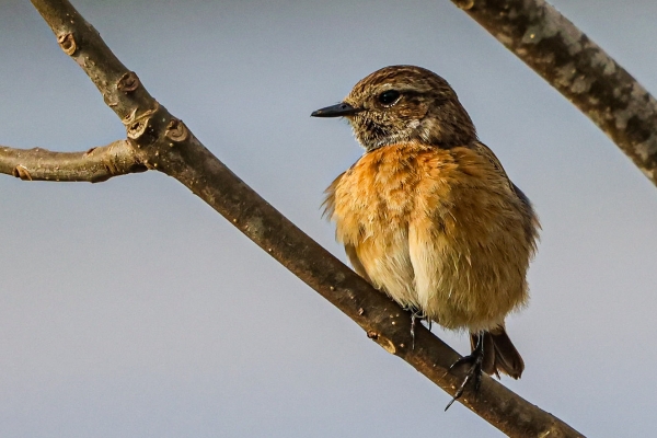 Stonechat perched in a tree