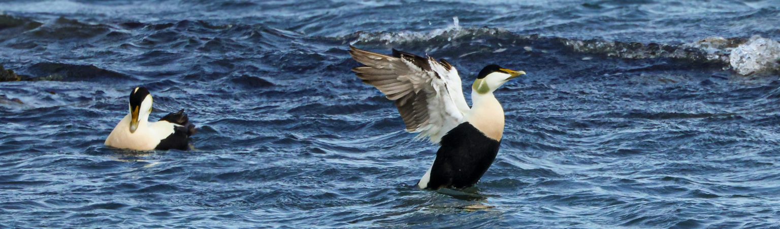Eider at Skerries, Dublin, Ireland