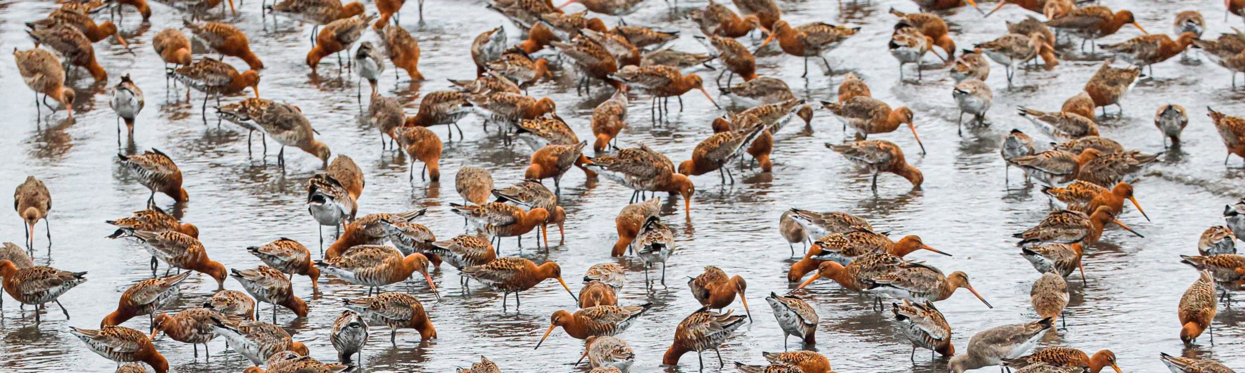 Black-tailed Godwits