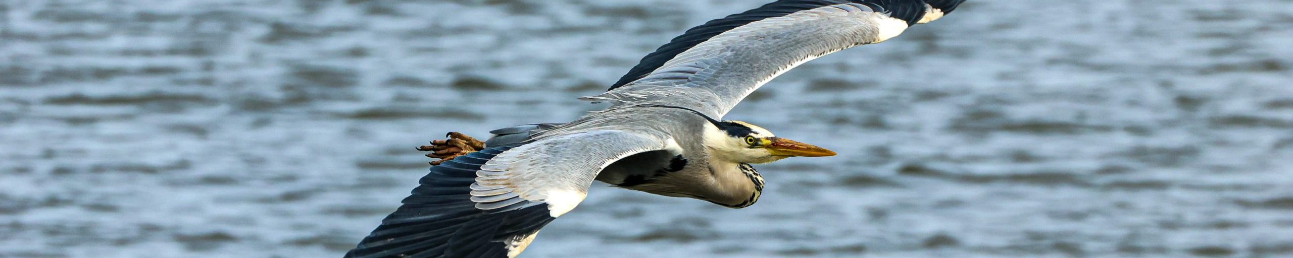 Birdwatching-Westport-Ireland