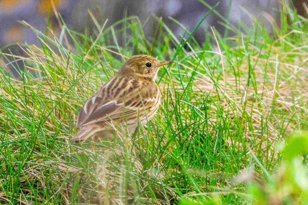 Meadow Pippet, Skerries, County Dublin