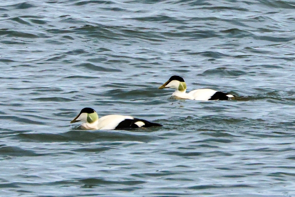 Eider Ducks, Skerries, County Dublin