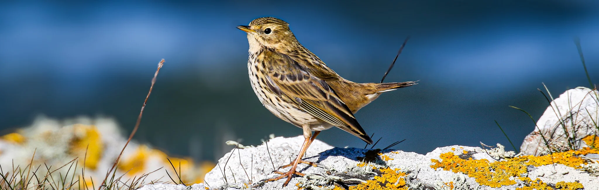 A Meadow Pipit in bright sunlighy against a blue sky