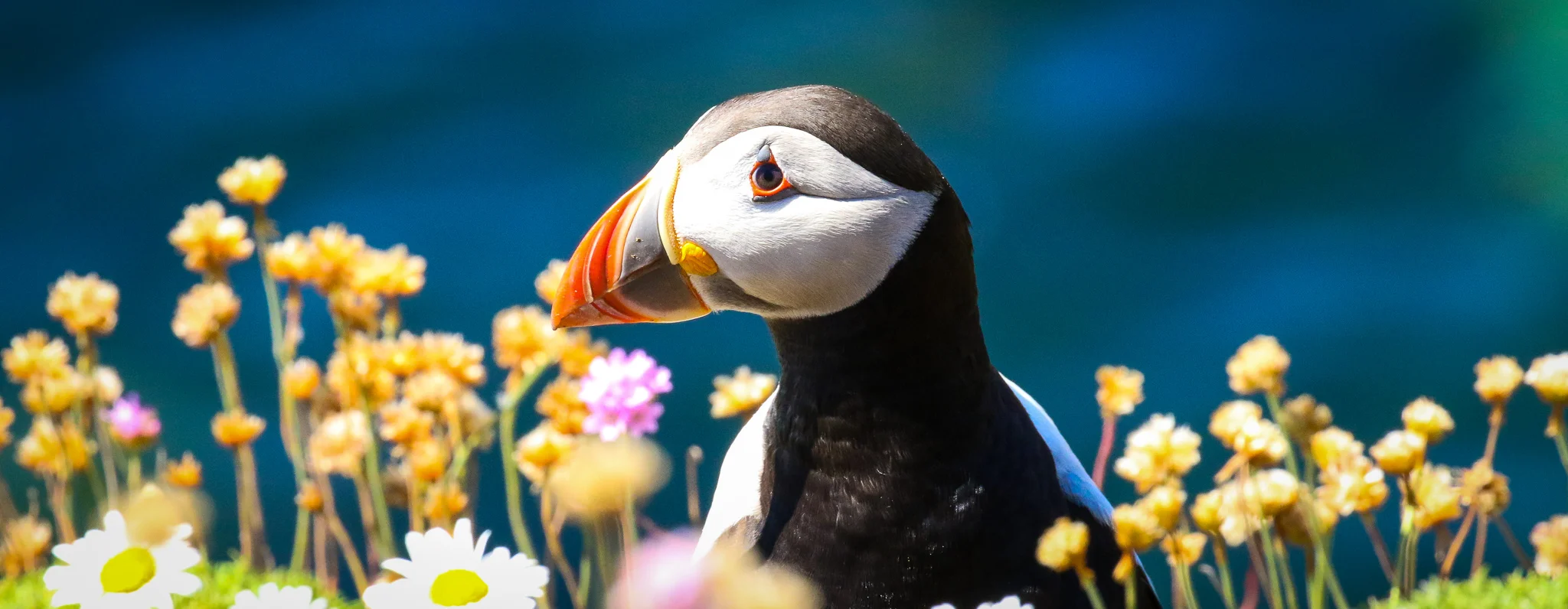 A Puffin sits among flowers at the cliff edge, Saltee Islands, Wexford, Ireland