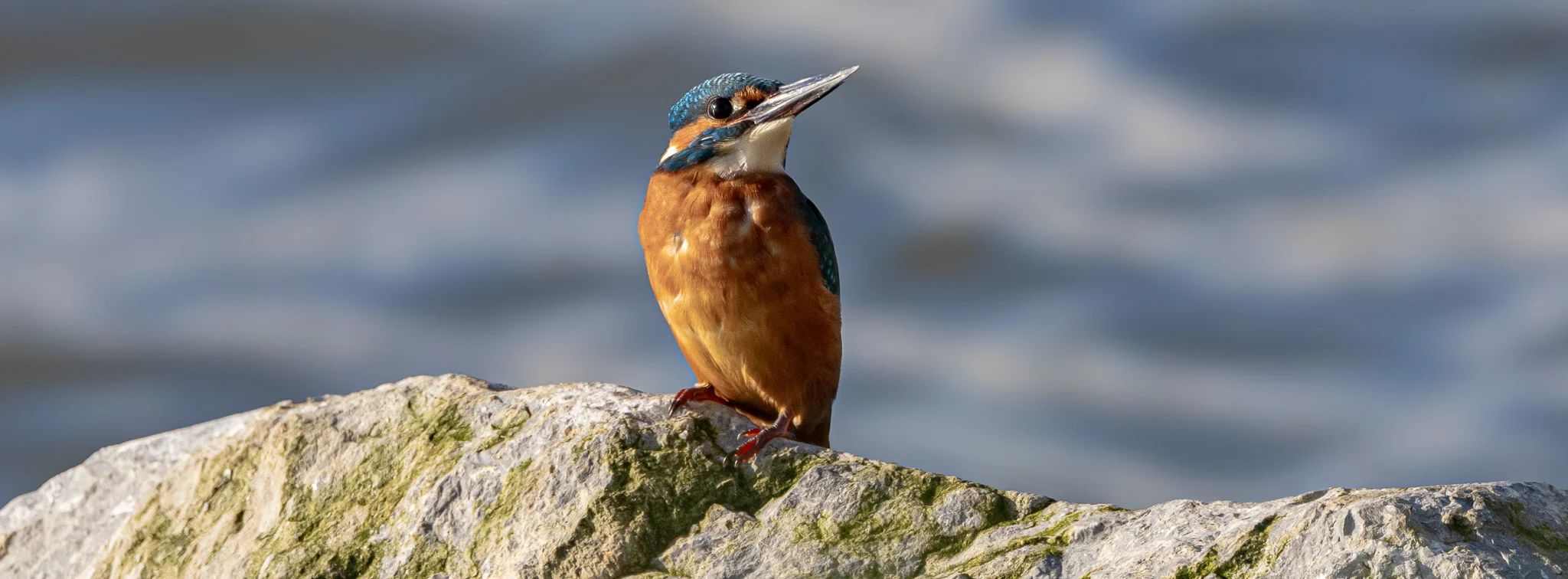 Kingfisher sits on a rock!