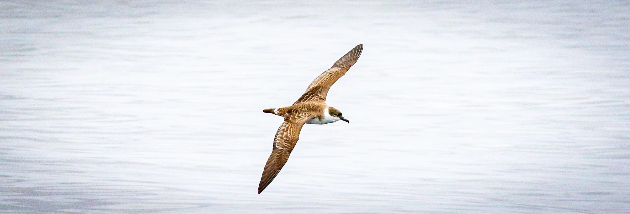 Birding Munster