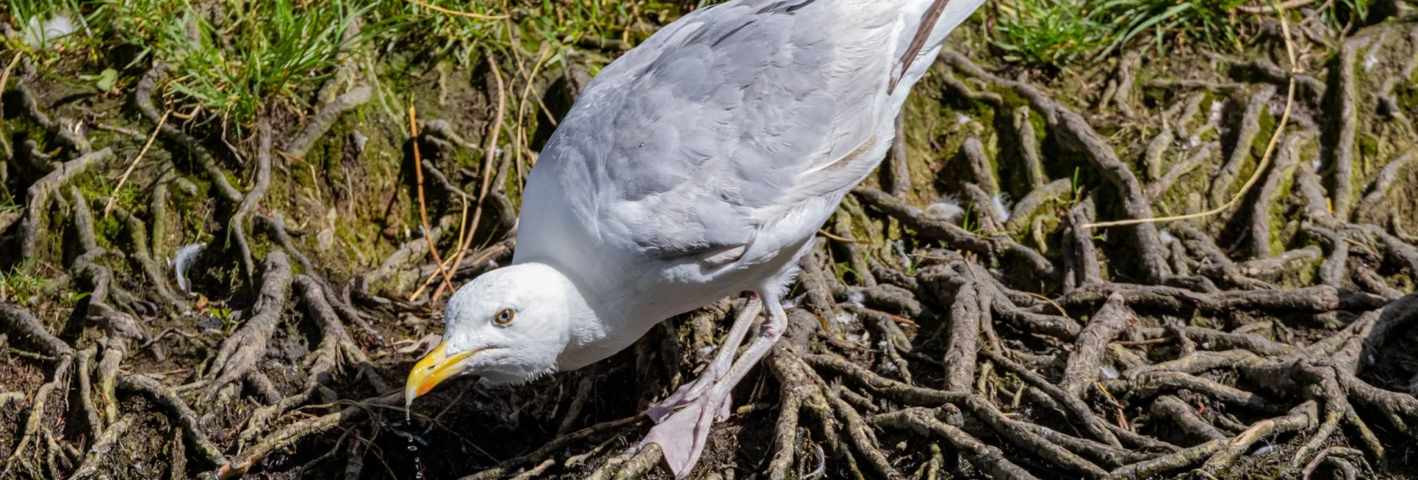 A Herring Gull takes a drink from the pond in Tolka Valley Park, Dublin, Ireland