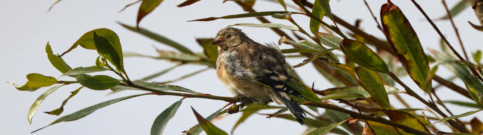 Goldfinch