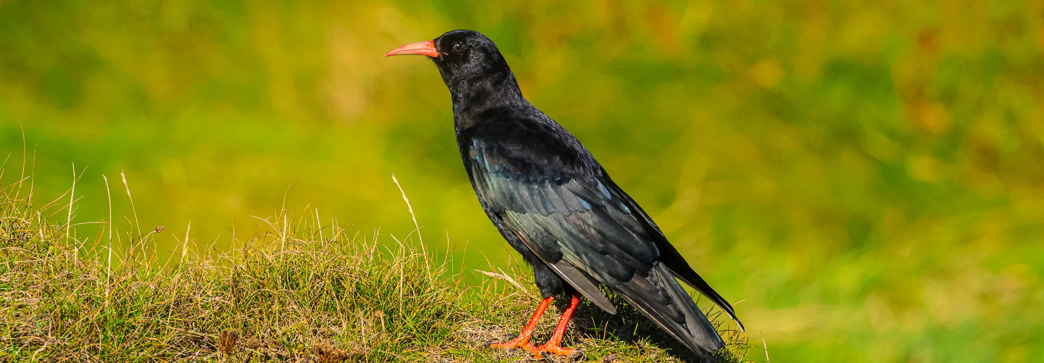 Chough at Slea Head