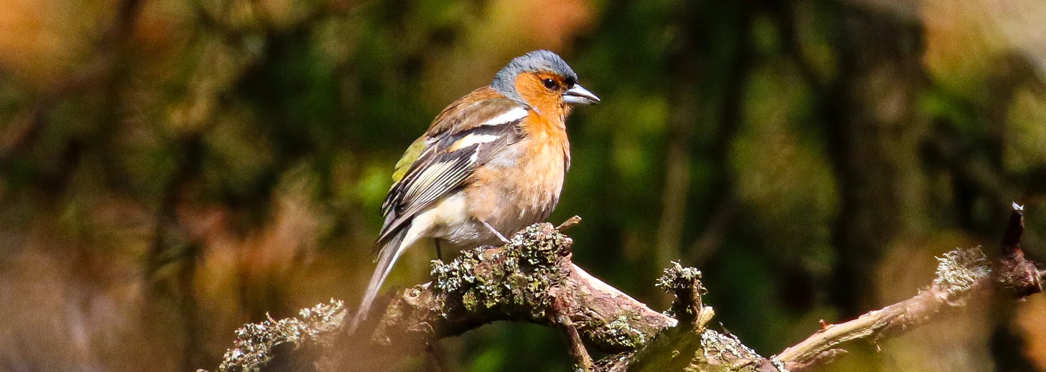 Birds Ireland