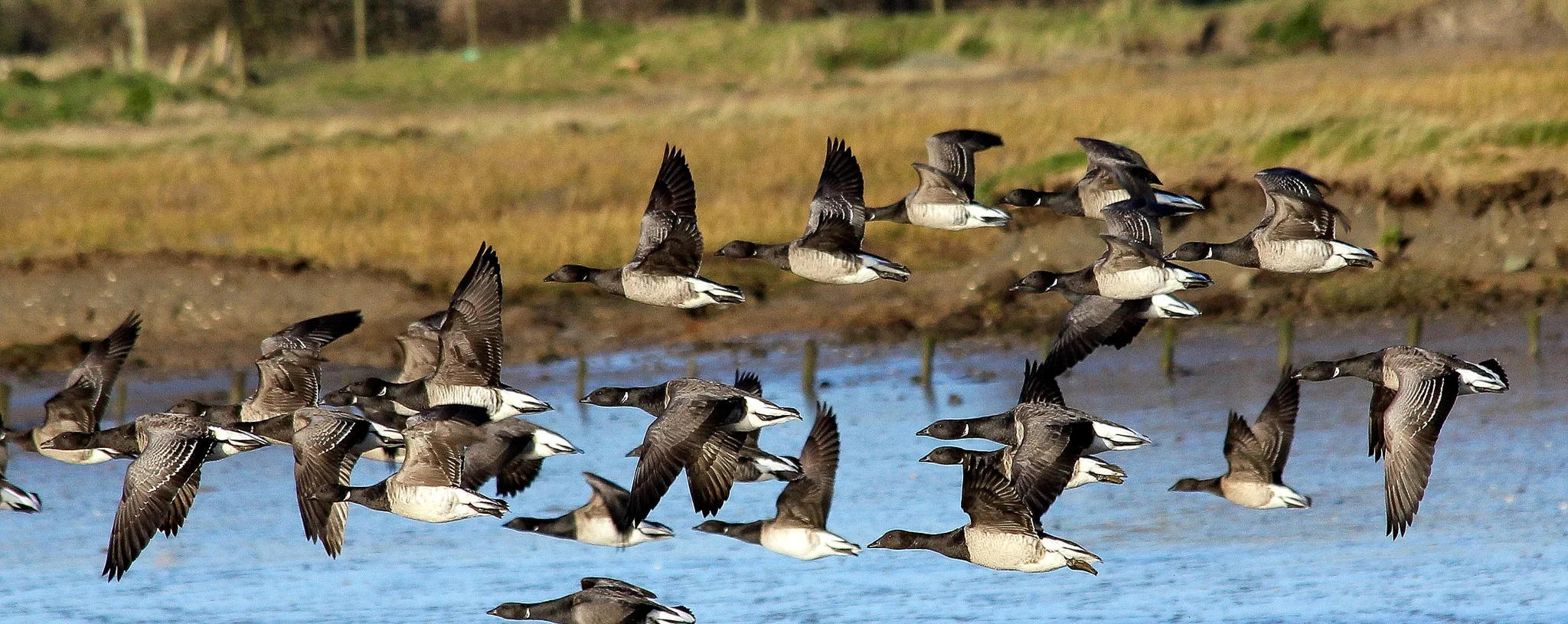 Brent Geese flying up the estuary in Turvey Park Nature Reserve
