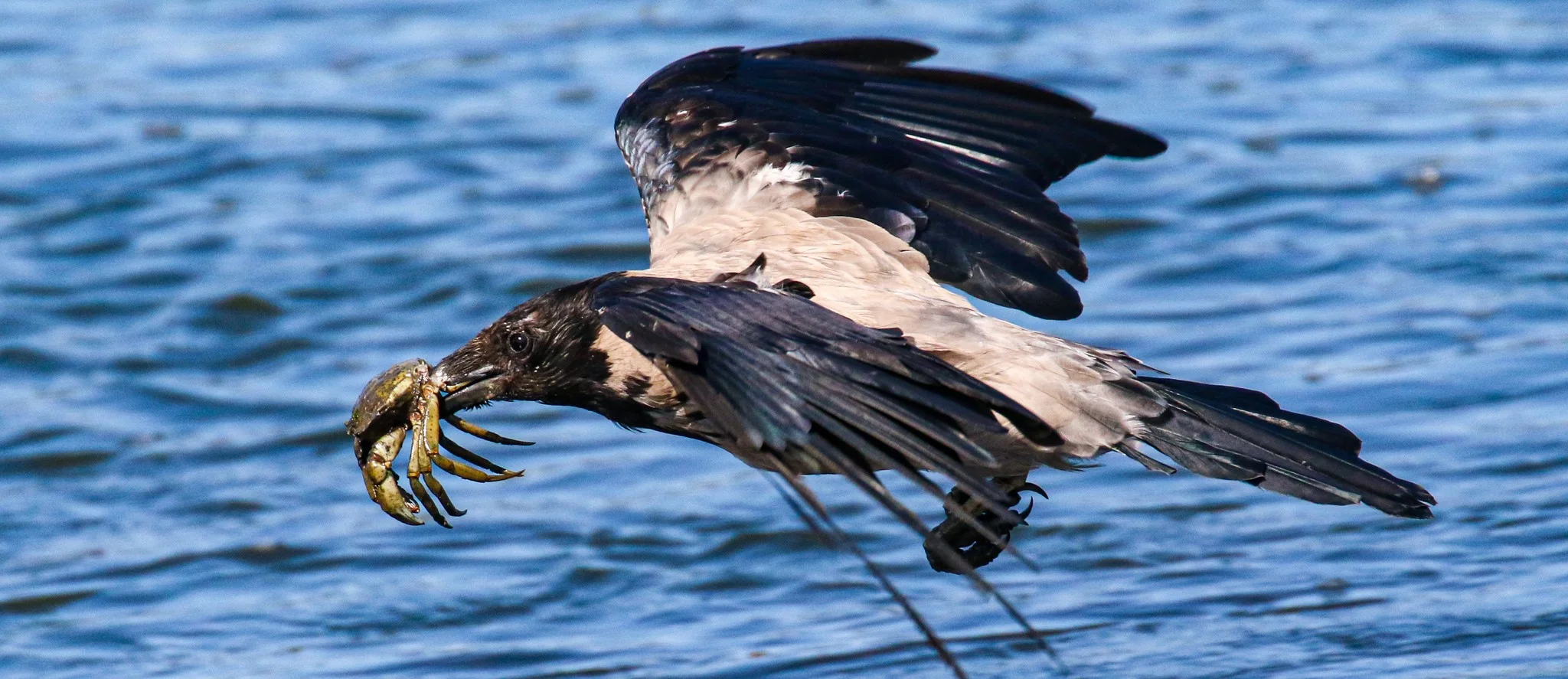 Hooded Crow with Crab in its beak