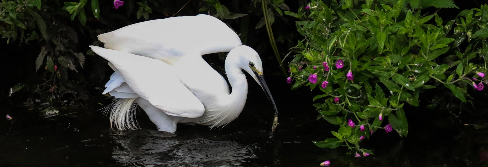 A Little Egret catches a fish in the Tolka River, Dublin