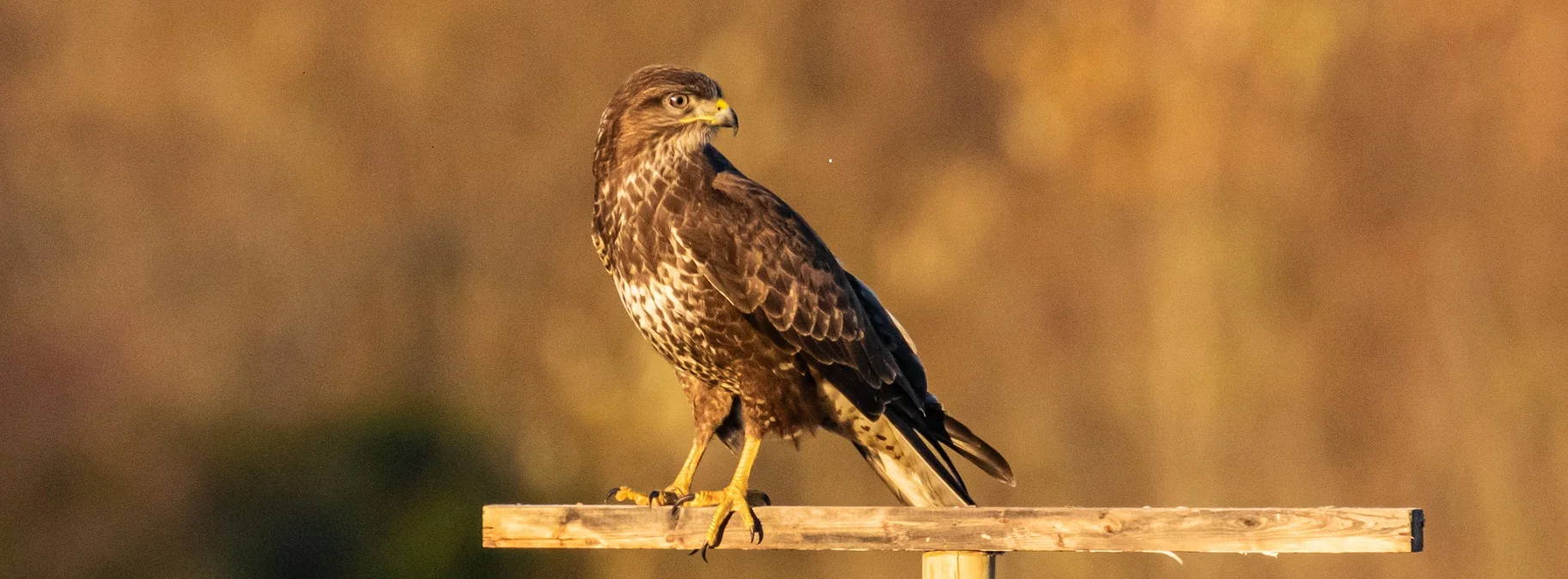 Buzzard on a fence post at Turvey Nature Reserve, Dublin, Ireland